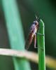 Sepedon spinipes